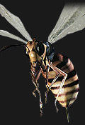 Umbrella Chronicles Inimigos - Wasp