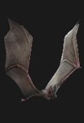 Darkside Chronicles Inimigos - Bat