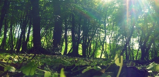 floresta de ‘Hoia-Baciu’